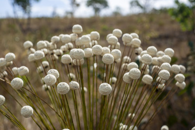 veadeiros的Chapada dos veadeiros