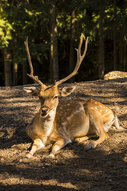 母鹿躺在地上。Cervus elaphus。