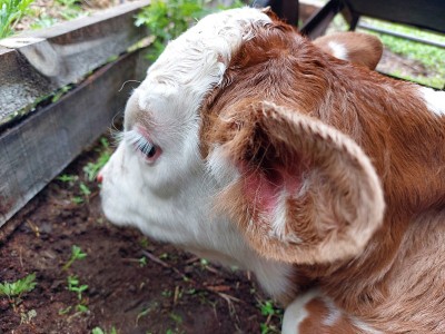 可爱的新生牛犊牛肖像