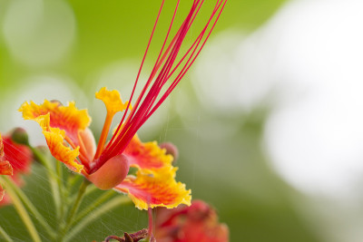 caesalpinia pulcherrima(林)Swartz;