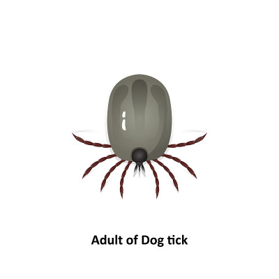 Vector dog tick on a white background