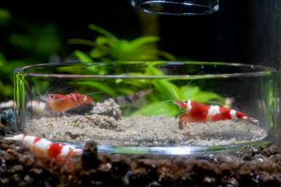红酒小虾与其他小虾一起在水族淡水缸玻璃盘中进食