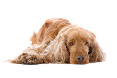 可卡犬