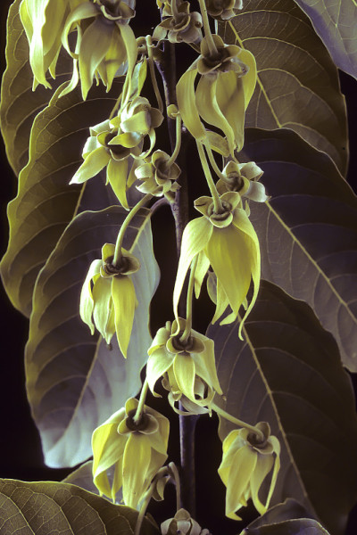 Ylang-Ylang树