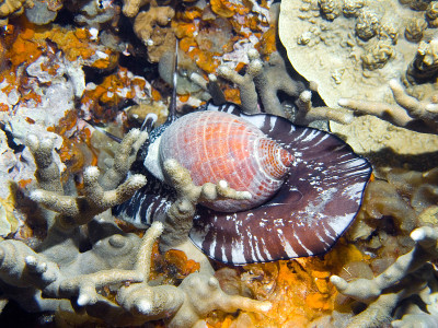 Shelfish
