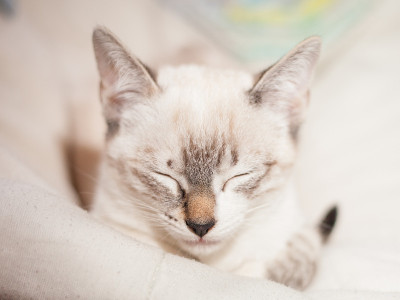 白色的小猫睡觉