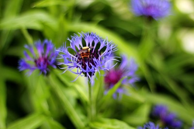 蜜蜂和花蜜(蒙大拿矢车菊)