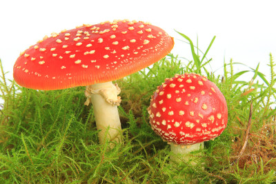 飞木耳(白毒伞)