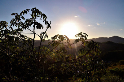 夕阳在田野里的柏果树中间摇曳