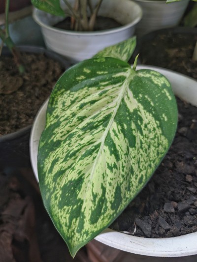 美丽的观叶植物