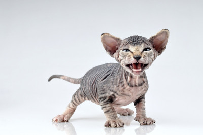 加拿大sphynx