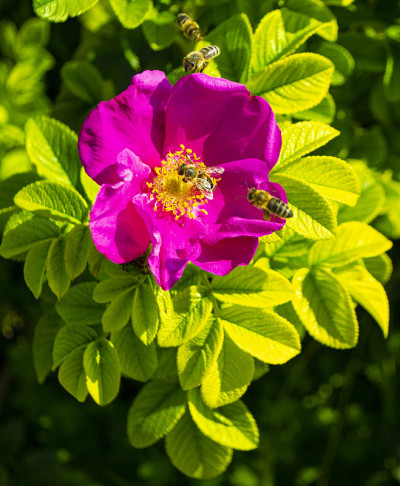 狗玫瑰(犬罗莎)花。生长在大自然中的狗玫瑰(蔷薇花)的花。花园里有美丽的淡粉色小花。