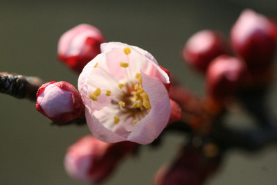 梅花