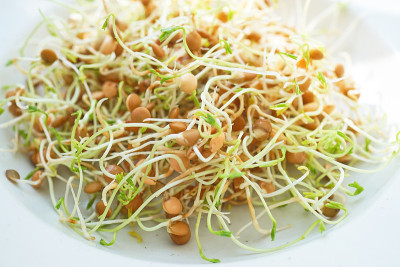 鲜扁豆发芽