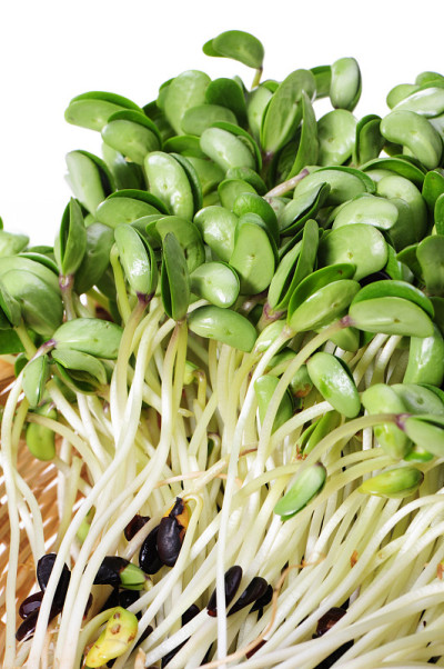 白底黑豆芽