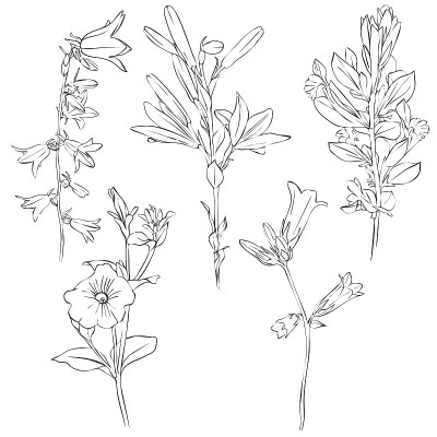 矢量图花
