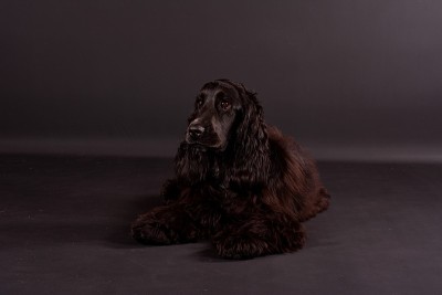 可卡犬肖像在工作室