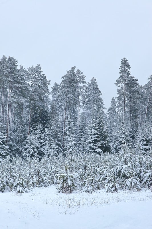 童话般的森林景色，皑皑白雪。