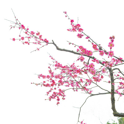 梅花