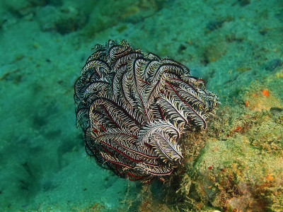 海百合