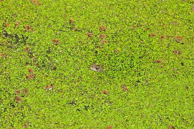 Crapaud