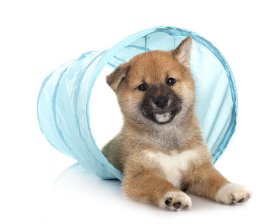 小狗柴犬