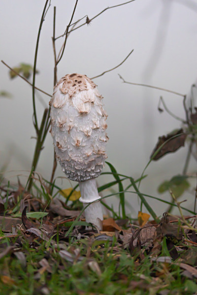 Mushroom, Schopftintling