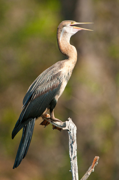 Darter