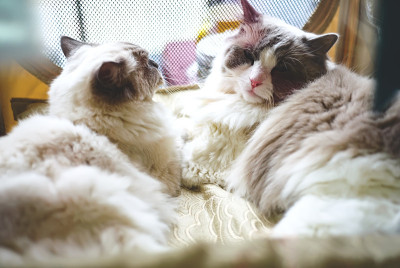 两只猫在盒子里