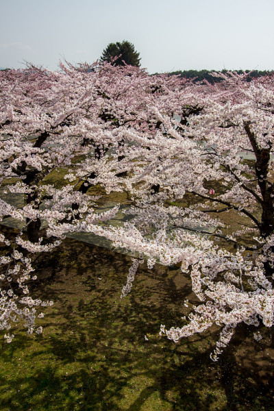 春天，日本北海道函馆五横岭堡盛开的樱花。