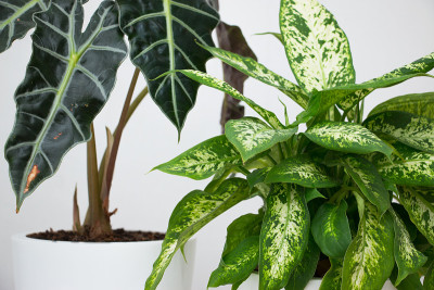 白色的桌子上放着热带植物洋芋和dieffenbachia。家庭花卉栽培的概念。