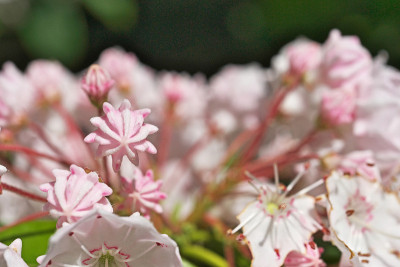 Kalmia