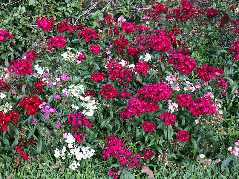 悉尼公园里的花盛开了