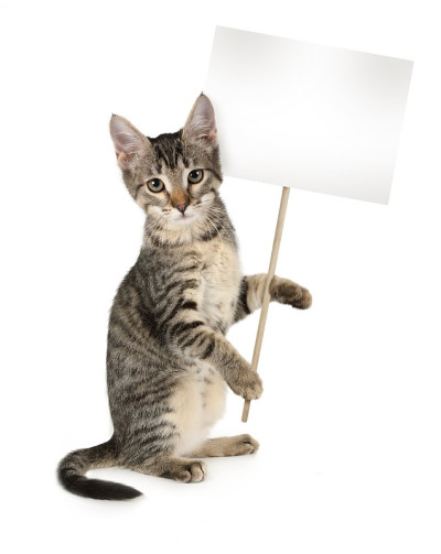 灰条纹小猫，手里拿着海报