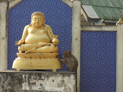 泰国寺庙里的猴子