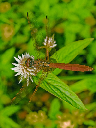 黑尾除油船蜻蜓