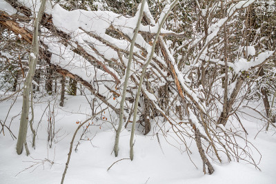 树枝缠绕:满是积雪的树干和树枝
