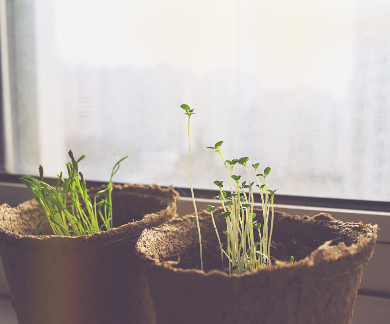 香喷喷的植物——香芋——生长在家里的窗台上，香喷喷的药草幼苗