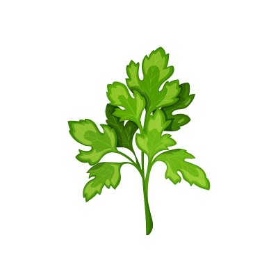 欧芹矢量插图。