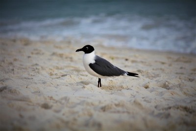 岸上的海鸥