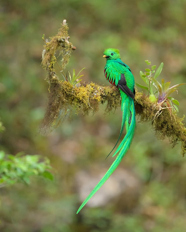 quetzal