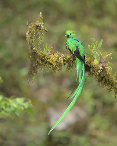quetzal