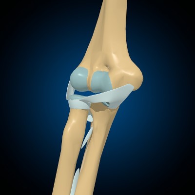人体骨骼关节和韧带解剖医学概念3D
