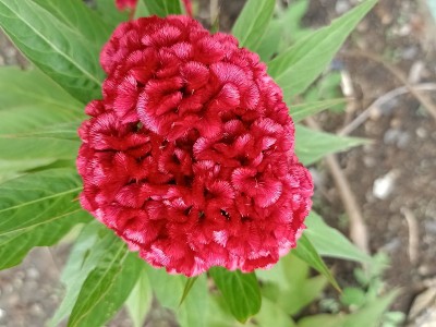花