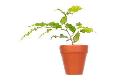 在白色背景下孤立于花盆中的红花或垂柳