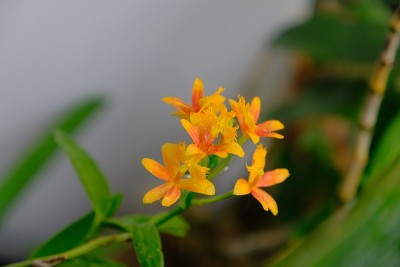 花园里兰花的美丽