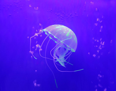 水母