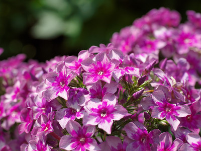 背景为盛开的丁香花夹竹桃，Polemoniaceae