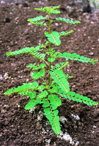菲Fraternus。家庭:大戟科。一种常见的草药，是治疗黄疸的著名药物。