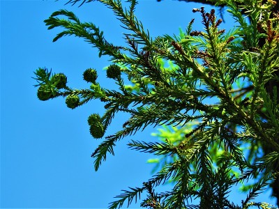柳杉(Cryptomeria japonica)